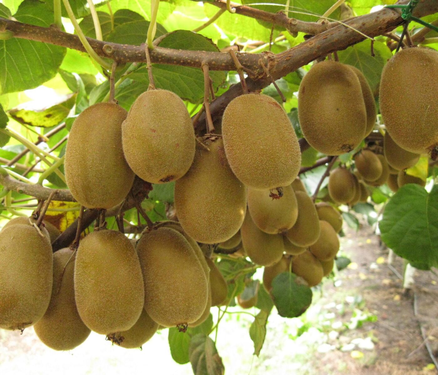 Dos destinos bonaerenses para degustar kiwis y frutillas