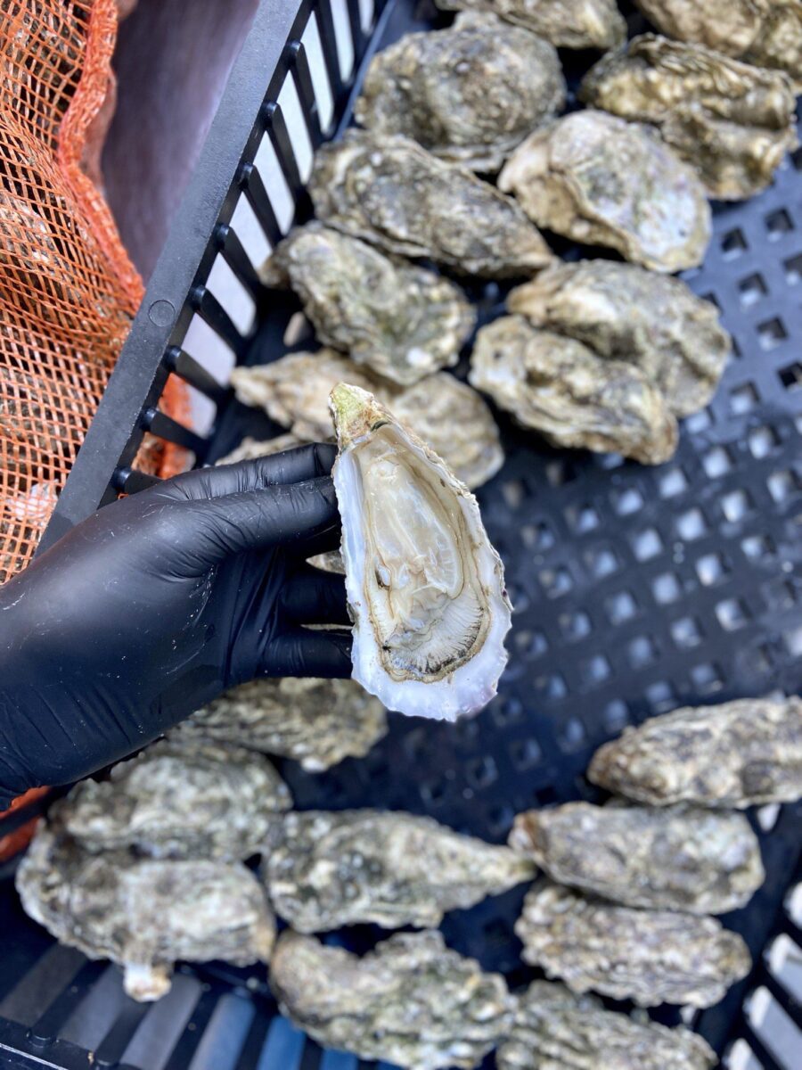 El recomendado semanal de Alta Mar: ostras vivas de Bahía San Blas