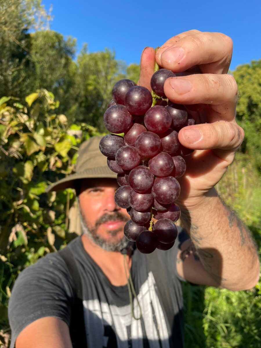 El vino de los humedales: de su prohibición al reverdecer natural